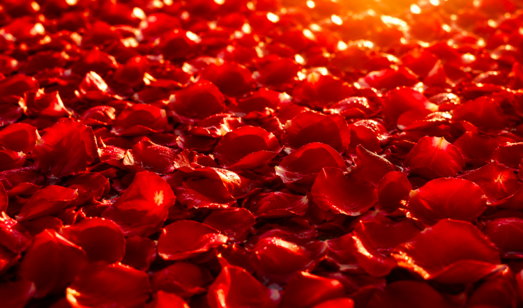 Red rose petals glowing in sunlight, symbolising love and attachment